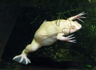 Шпорцевые лягушки – идеальные обитатели аквариумов