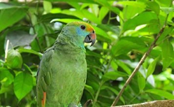 Синещекий амазон в природе и в неволе