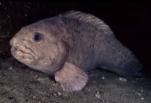 Синяя зубатка — обитательница северных морей и океанов