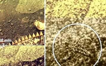Ученые показали фотографии скорпионов и птиц на Венере