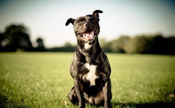 Ученые: собакам нравится смотреть, как обнимаются люди