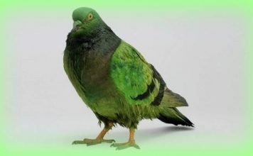 Незнакомец спас город Сюрен от голубиного помета