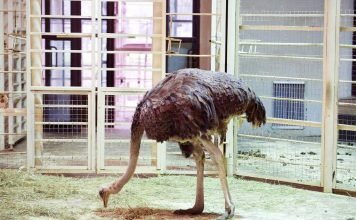 В зоопарке Флориды посетитель решил проверить: прячут ли страусы от страха голову