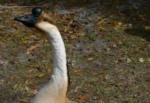 Сухонос — водоплавающая птица семейства утиных