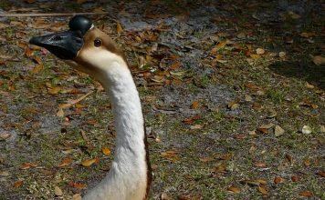 Сухонос — водоплавающая птица семейства утиных