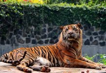 Суматранский тигр — полосатый эндемик острова Суматра