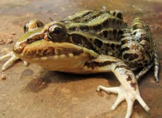 Свистун – лягушка, которая пронзительно кричит