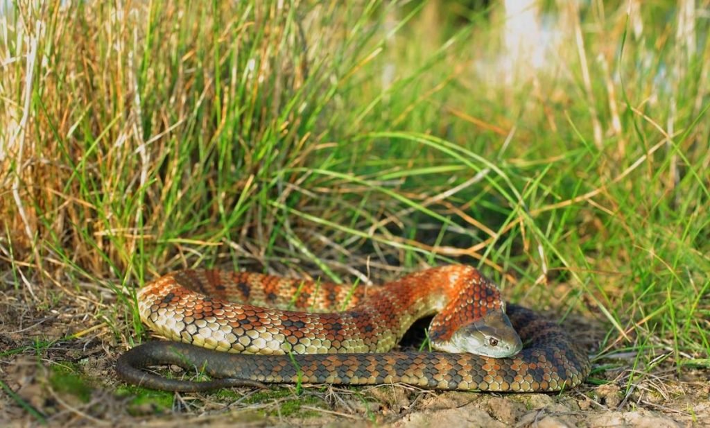 Тигровая змея (Notechis scutatus).