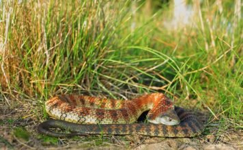 Тигровая змея — самая ядовитая из сухопутных гадов
