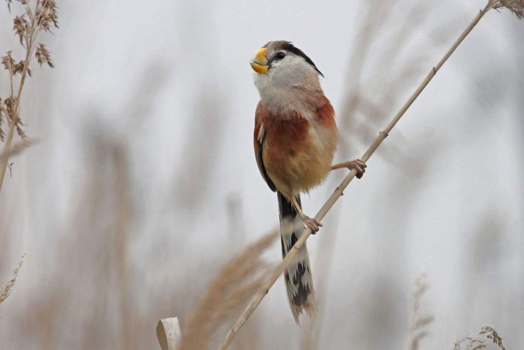 Тростниковая сутора (Paradoxornis heudei).