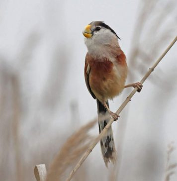 Тростниковая сутора — мелкая жительница зарослей
