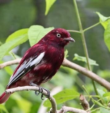 Украшенная котинга-помпадур — что за удивительная птица?