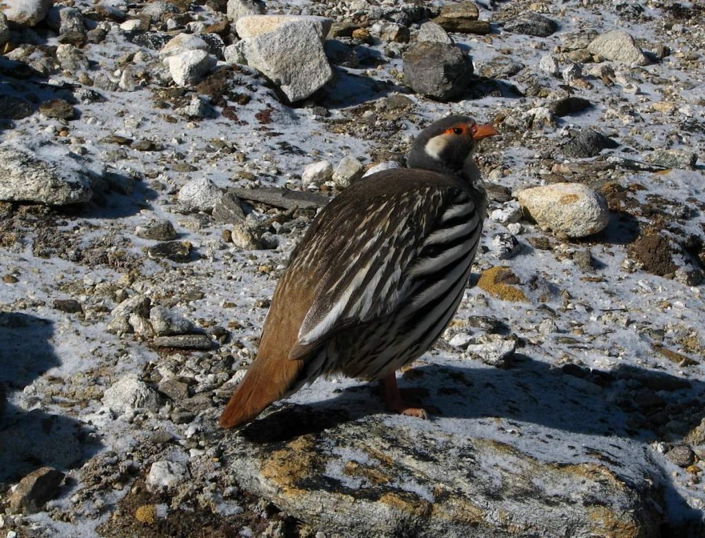 Каспийский улар (Tetraogallus caspius).