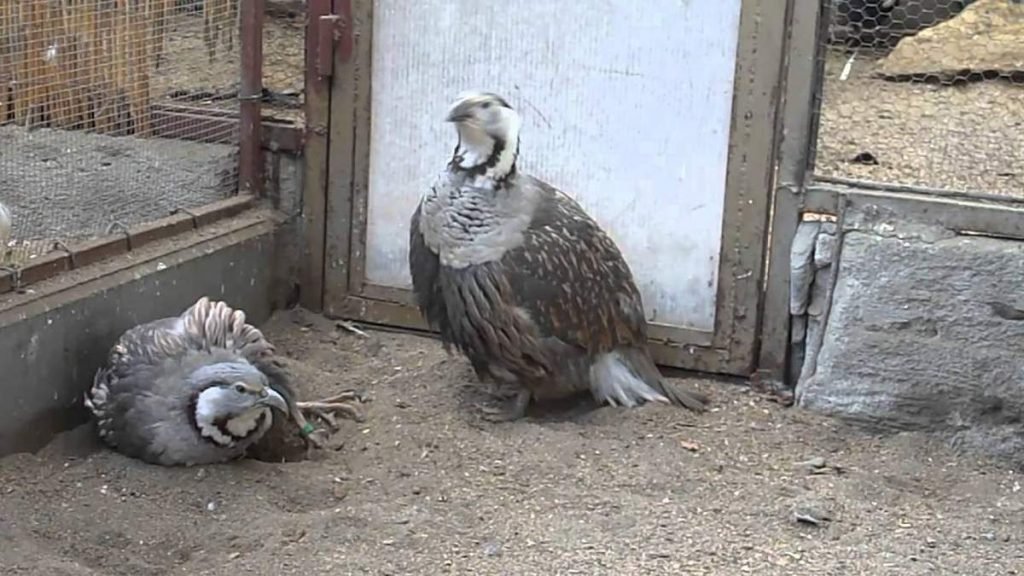 Каспийские уралы в неволе.