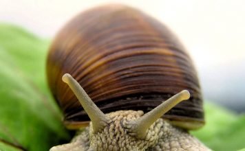 Улитки в косметологии