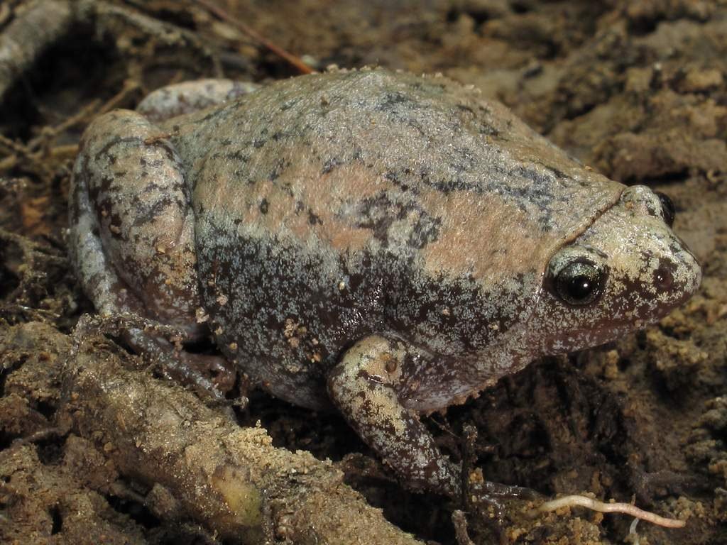 Каролинка (Gastrophryne carolinensis).