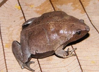 Узкороты или микроквакши: разновидности и образ жизни