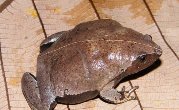 Узкороты или микроквакши: разновидности и образ жизни