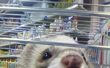 В питерском зоомагазине животных затопило кипятком