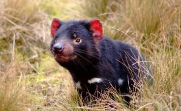 Ученые начали вакцинацию тасманийских дьяволов, способную предотвратить вымирание вида