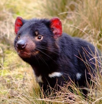 Ученые начали вакцинацию тасманийских дьяволов, способную предотвратить вымирание вида