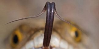 Все о змеином яде и его обладателях