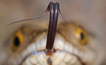 Все о змеином яде и его обладателях