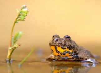 Желтобрюхая жерлянка – ядовитая лягушка