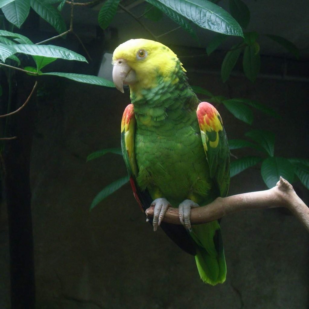 Желтоголовый амазон (Amazona oratrix).