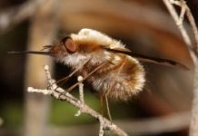 Жужжала — муха из юрского периода