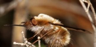 Жужжала — муха из юрского периода