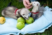 Декоративные хорьки: разновидности пород