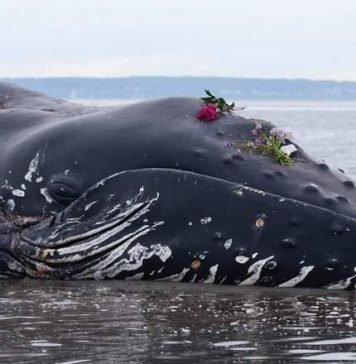 В Чили на берег выбросились 337 сейвалов