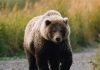 Камчатский медведь – самый огромный среди косолапых