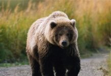 Камчатский медведь – самый огромный среди косолапых