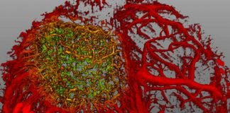 Чудеса микромира: 27 фото – победителей «Nikon Small World 2015»