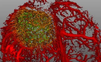 Чудеса микромира: 27 фото – победителей «Nikon Small World 2015»