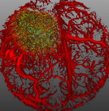 Чудеса микромира: 27 фото – победителей «Nikon Small World 2015»