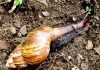 Ахатина – улитка огромных размеров