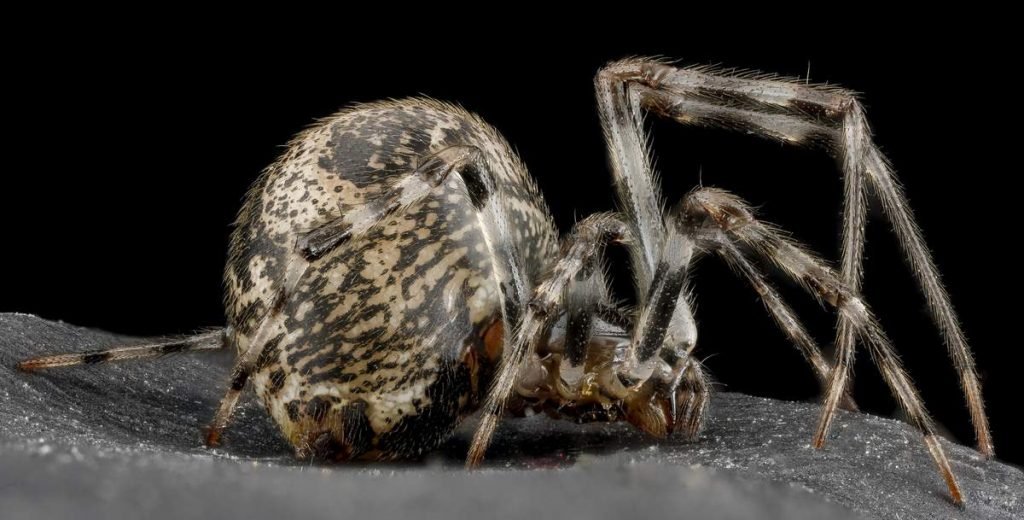 Ахерания тепличная (Parasteatoda tepidariorum).