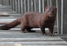 Американская норка — зверек с красивым и ценным мехом