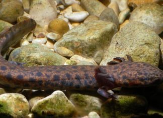 Американские протеи: их виды и особенности существования