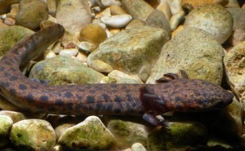 Американские протеи: их виды и особенности существования