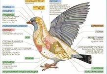 Анатомия птиц