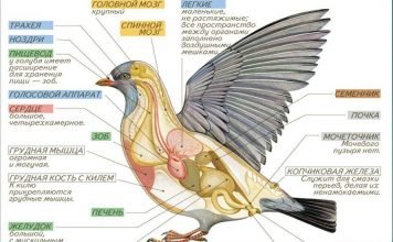Анатомия птиц