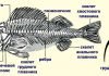 Анатомия рыб