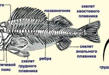 Анатомия рыб