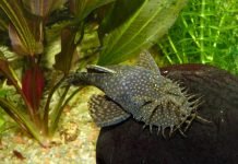 Анциструс – сомик, чистящий аквариум