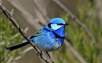 Блестящий расписной малюр — романтичная птица