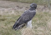 Боевой орел — хищный «воришка»